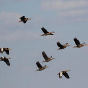 flock of ducks flying in the sky