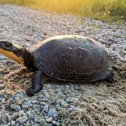 Close-up of turtle 