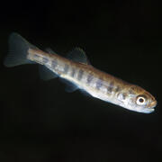 Chinook Salmon Fry with black spots on brown and gray body