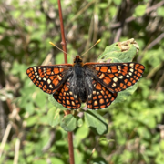 butterfly with orange and white dots within black wings Fuzzy black body and yellow antennas that look like narrow toothpicks