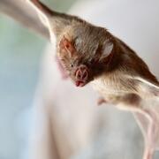 A small brow bat with its wings outstretched.