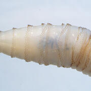 A small transluscent worm with markings that resemble a screw