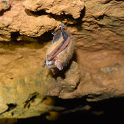 a single bat hangs from the roof of a cave, with fuzzy white fungus growing on the bat's nose