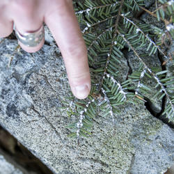 color photo of white, woolly egg masses of the hemlock woolly adelgid 