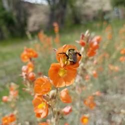 Bumble bee on Scarlet Globemallow