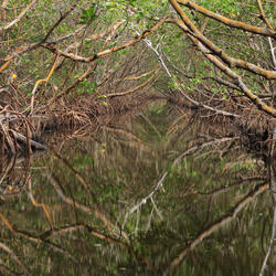 Mangrove forest, Rhizophora mangle tunnel, Charlotte Harbor Preserve State Park, Florida