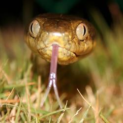 Up close view of Brown treesnake in grass