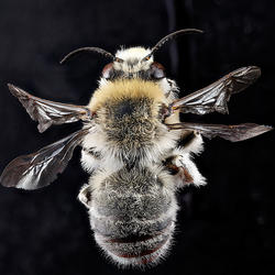 The top view of a male Anthophora occidentalis bee