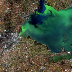 Landsat 8 image of algal bloom in Lake Erie near Toledo, Ohio