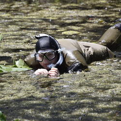  Assessing the distribution and habitat needs of the least darter 