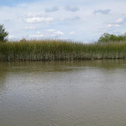 Bay Delta wetland