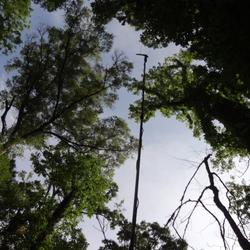 Bottomland Forests are bat habitat