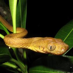 Invasive brown treesnake