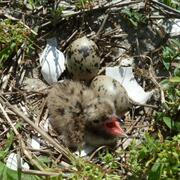 Common Tern Chick and Egg