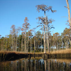Picture of the Outer Banks in late fall (South Carolina, 2011)