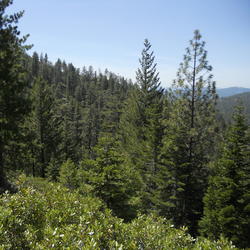 WERC Redwood forest field photo