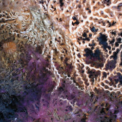 community of deep-sea corals including both hard and soft species