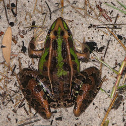 laboratory and survey experiments Southern Leopard Frog