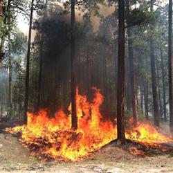 Flames from a managed wildfire consume surface fuels, New Mexico