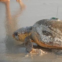 Fig. 3. Loggerhead sea turtle, Cape San Bas, FL