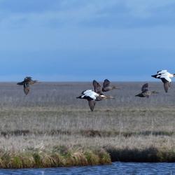 Seven birds fly above a river in front of a grassy plain.