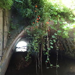 Nasturtiums hang down over a graffiti-decorated culvert conveying Sausal Creek