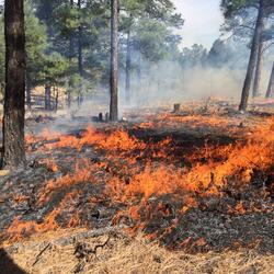 A Fire burns along the ground in a ponderosa pine forest in New Mexico