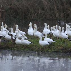 Flock of white geese at the water's edge with a few ducks