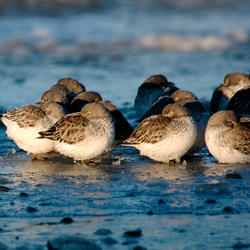 Shorebirds huddled together on the icy mud