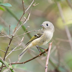 Ruby-crowned kinglet