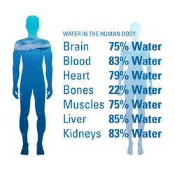 The water in the human body