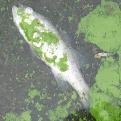 Cyanobacterial Accumulation at Binder Lake, Iowa