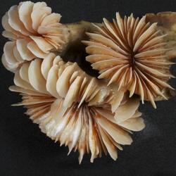 A close-up of a coral with a circular display of micro-fine, plate-like pieces on the end or top of a tube.