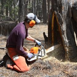 Using a chainsaw to extract a cross-section for analysis from a dead fire-scarred ponderosa pine in New Mexico