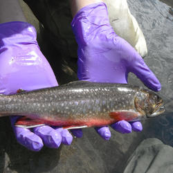 Scientist holding a brook trout with gloved hands