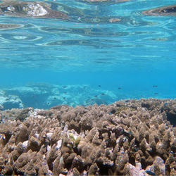 Underwater photograph looking across a reef of jagged corals, and looking up at the surface of the water with visible ripples.
