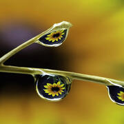 capillary force experiments Water drops adhering to a plant stem