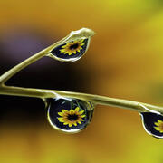 Water drops adhering to a plant stem