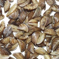 Image: Zebra Mussels