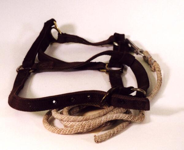 Image: Animal Halter