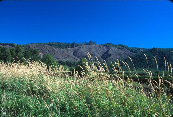 Image: Clear Cut Forest 