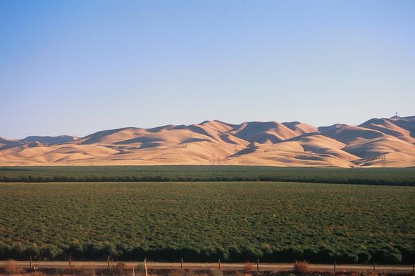 Image: Asparagus Cropland