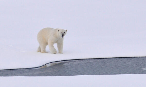 Image: Polar Bear
