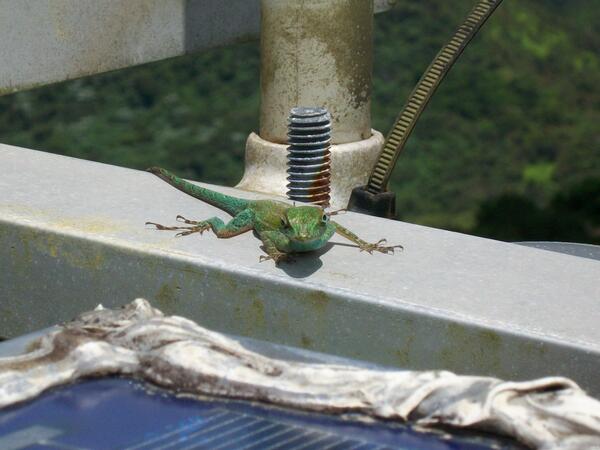 Image: Lizard at USGS Meteorogical Station