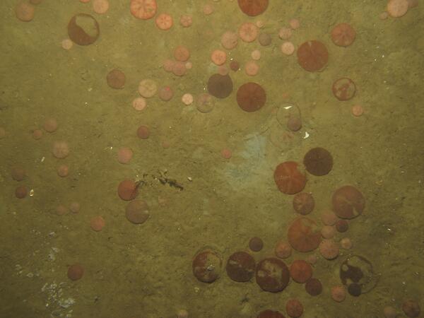 Image: Massachusetts Seafloor