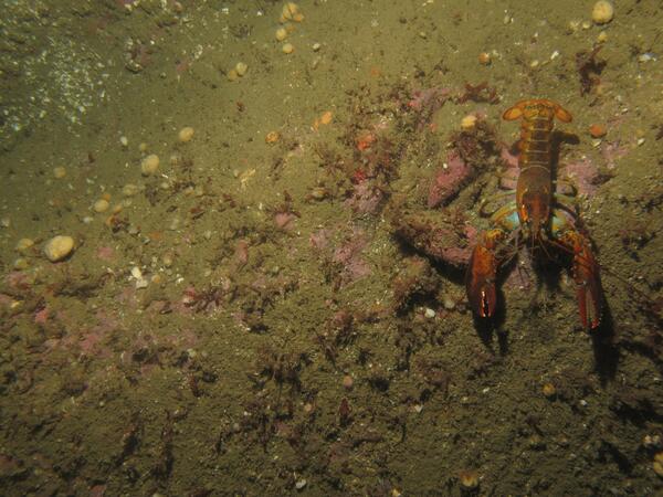 Image: Massachusetts Seafloor