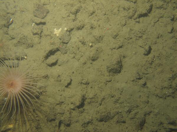 Image: Massachusetts Seafloor