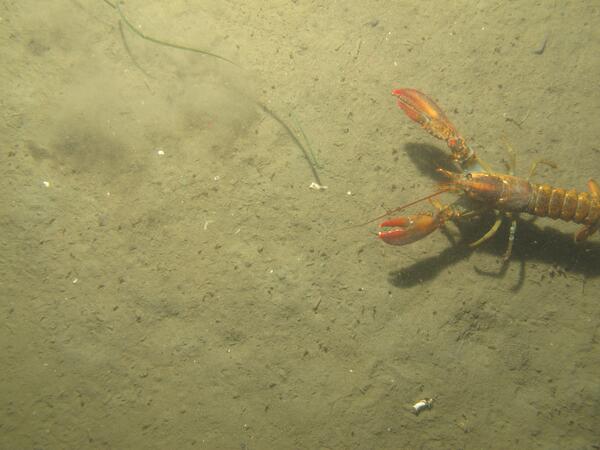 Image: Massachusetts Seafloor