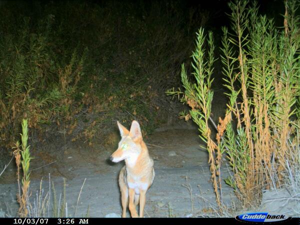 Image: Coyote Walking