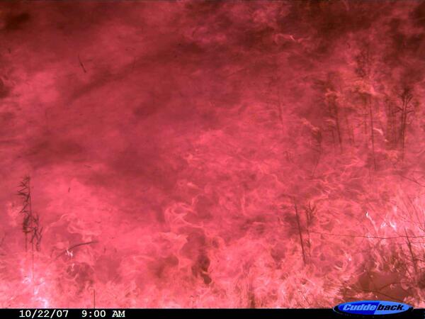 Image: High-Intensity Wildfire Flames